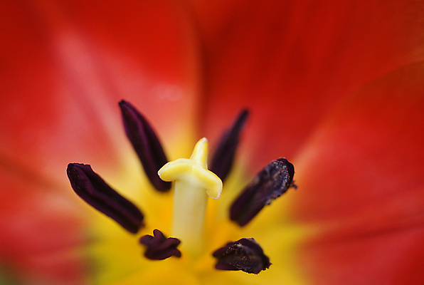 포토 JPG 해외이미지 식물 꽃 자연 사람없음 빨간색 노란색 정원 봄 튤립 원예 향기 해외202004 해외포토 계절 컬러 취미 생태계 냄새 파일형식 이미지허브