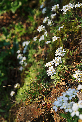 포토 JPG 해외이미지 식물 꽃잎 꽃 지구 줄기 꽃무늬 자연 사람없음 야외 초록색 환경 흙 회색 성장 벚꽃 흰색 먼지 암초 내추럴 땅바닥 그리너리 해외202004 해외포토 컬러 무늬 바닥 생태계 파일형식 트랜드컬러 이미지허브