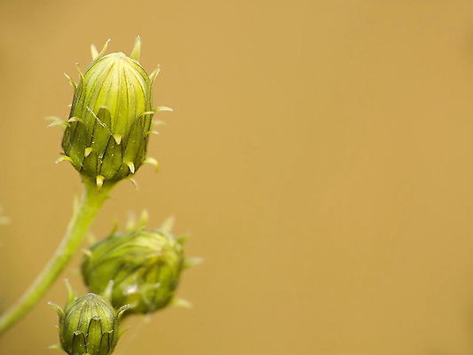포토 JPG 해외이미지 식물 꽃잎 꽃 자연 씨앗 사람없음 일상 초록색 노란색 해외202004 해외포토 컬러 라이프 생태계 파일형식 이미지허브