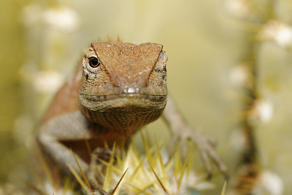 포토 JPG 해외이미지 나무 동물 응시 아시아 야생동물 백그라운드 잎 파충류 태국 자연 동양인 사람없음 야외 빨간색 초록색 여름 반려동물 컬러풀 갈색 노란색 머리 정원 검은색 흰색 나뭇가지 용 닫기 숲 작음 피부 묘사 질감 오르기 도마뱀 내추럴 마스코트 이국적 카멜레온 해외202004 해외포토 식물 시선 계절 나라 컬러 모션 인종 신체부위 크기 생태계 파일형식 이미지허브