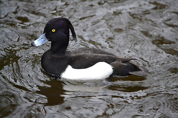 포토 JPG 해외이미지 조류 오리 사람없음 해외202004 해외포토 동물 파일형식 이미지허브