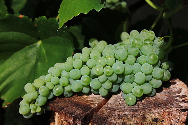 포토 JPG 해외이미지 열매 음식 잎 농업 과일 자연 포도 사람없음 여름 와인 수확 가을 나뭇가지 신선 다발 유기농 포도밭 양조장 해외202004 해외포토 나무 식물 웰빙 계절 산업 밭 주류 생태계 파일형식 이미지허브