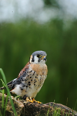 포토 JPG 해외이미지 동물 남자 야생동물 자연 조류 사람없음 먹이 깃털 부리 사냥꾼 해외202004 해외포토 직업 사람 생태계 파일형식 이미지허브