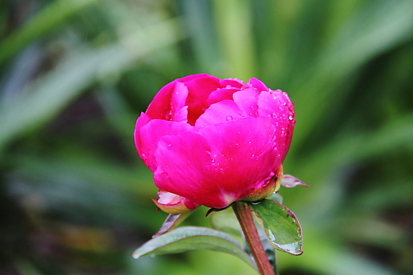 포토 JPG 해외이미지 식물 꽃잎 꽃 분홍색 자연 사람없음 물 여름 정원 물방울 작약 해외202004 해외포토 자연요소 계절 컬러 생태계 파일형식 이미지허브