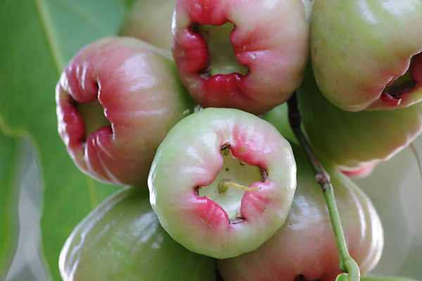 포토 JPG 해외이미지 아시아 음식 분홍색 잎 과일 가족 자연 사람없음 장식 빨간색 초록색 물 건강관리 거품 젖음 신선 투명 액체 달콤 사과 아래 상쾌 날것 스플래쉬 해외202004 해외포토 자연요소 식물 감정 나라 컬러 관계 건강 관리 맛 방향 생태계 위치 파일형식 이미지허브