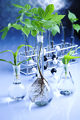 포토 JPG 해외이미지 식물 실내 실험 사람없음 화학 실험실 시험관 유리관 화학실험 둥근플라스크 분자구조모형 시험관대 해외202004 해외포토 과학 실험기구 내부 모형 플라스크 분자구조 파일형식 이미지허브