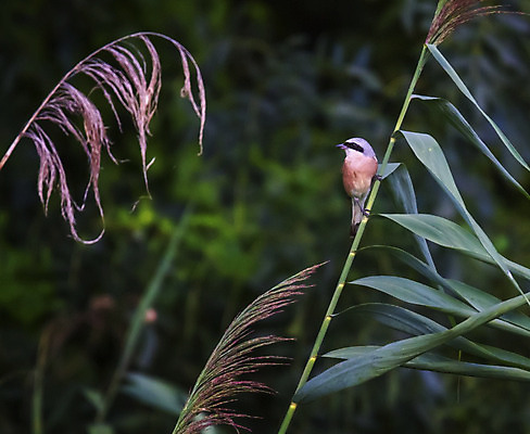 포토 JPG 해외이미지 동물 야생동물 날개 자연 조류 사람없음 야외 빨간색 여름 컬러풀 갈색 나뭇가지 숲 생물학 부리 동물상 해외202004 해외포토 나무 계절 교육 컬러 조형물 생태계 파일형식 이미지허브