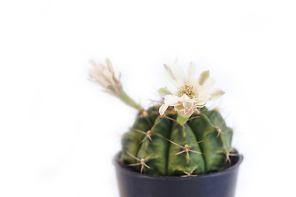 포토 JPG 해외이미지 식물 꽃잎 꽃 할머니 줄기 백그라운드 꽃무늬 자연 선인장 사람없음 장식 초록색 노란색 정원 사막 벚꽃 바위 흰색 신선 개화 닫기 냄비 척추 묘사 원예 향기 꽃가루 에콰도르 브라질 내추럴 강렬 생태학 취급주의 해외202004 해외포토 여자 교육 노년 컬러 무늬 모션 뼈 경고 취미 돌_바위 남아메리카 솥 가루 생태계 냄새 파일형식 이미지허브