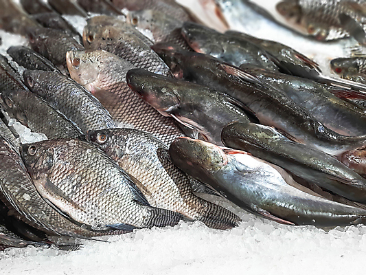 포토 JPG 해외이미지 백그라운드 낚시 어류 요리 사람없음 판매 세일 얼음 추위 신선 시장 해산물 고등어 해외202004 해외포토 자연요소 레저 수중동물 파일형식 이미지허브