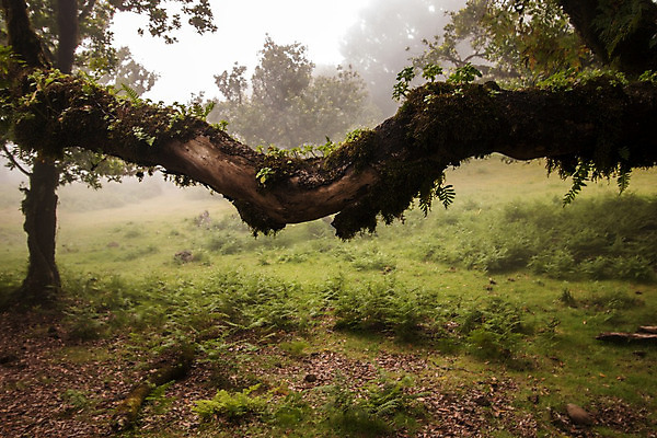 포토 JPG 해외이미지 주간 나무 유럽 섬 여행 자국 자연 건강 풍경 사람없음 야외 초록색 와인 트래킹 하이킹 만 달콤 숲 큼 포르투갈 순수 지역 내추럴 옛날 월계수 해외202004 해외포토 자연요소 식물 나라 컬러 컨셉 레저 주류 맛 크기 생태계 파일형식 이미지허브