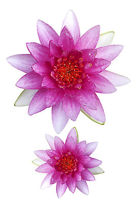 포토 JPG 해외이미지 식물 꽃 아시아 문화 선 줄기 분홍색 백그라운드 잎 꽃무늬 패턴 자연 추상 연꽃 사람없음 장식 초록색 물 여름 환경 정원 중국 활발 성장 벚꽃 흰색 나뭇가지 신선 개화 닫기 백합 원예 동쪽 내추럴 고립 해외202004 해외포토 자연요소 나무 계절 나라 컬러 컨셉 무늬 모션 취미 방향 생태계 파일형식 이미지허브