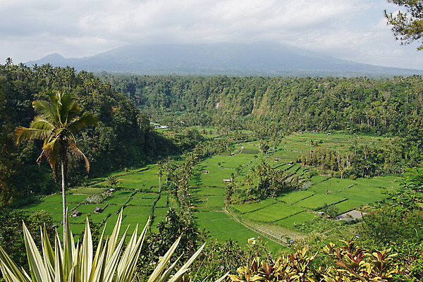 포토 JPG 해외이미지 식물 아시아 여행 밭 농업 자연 밥 파노라마 풍경 사람없음 농작물 시골 시리얼 발리 인도네시아 해외202004 해외포토 나라 산업 음식 섬 촬영기법 생태계 파일형식 이미지허브