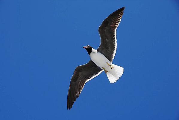 포토 JPG 해외이미지 동물 응시 야생동물 바다 날개 발 자연 갈매기 조류 하늘 바람 사람없음 야외 여름 파란색 햇빛 평화 자유 흰색 비행 닫기 순수 사냥 부리 내추럴 동물상 무료 해외202004 해외포토 자연요소 시선 계절 컬러 컨셉 모션 날씨 신체부위 태양 조형물 생태계 파일형식 이미지허브