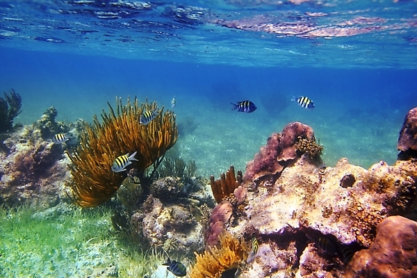 포토 JPG 해외이미지 식물 동물 야생동물 모래 바다 백그라운드 학교 자연 휴가 멕시코 바닥 종류 어류 풍경 사람없음 물 파란색 컬러풀 보라색 바닷속 수중 줄무늬 탐험 산호 다이빙 암초 유카탄 마야 깊이 소금물 이국적 해외202004 해외포토 자연요소 교육 컬러 북아메리카 무늬 수영 수중동물 자포동물 생태계 마야문명 수중스포츠 파일형식 이미지허브