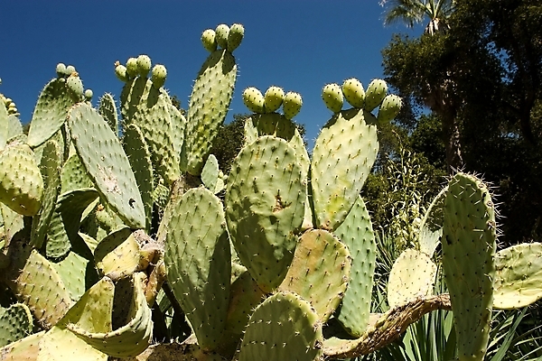 포토 JPG 해외이미지 식물 공원 자연 선인장 건조 풍경 사람없음 야외 초록색 여름 정원 미국 산책 가시 대학교 캘리포니아 애리조나 서쪽 이국적 해외202004 해외포토 계절 공공시설 컬러 북아메리카 학교 휴식 방향 생태계 파일형식 이미지허브