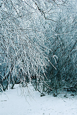 포토 JPG 해외이미지 나무 식물 계절 공원 백그라운드 겨울 자연 날씨 추상 풍경 사람없음 야외 파란색 냉동 얼음 추위 흰색 나뭇가지 숲 시원함 서리 청록색 결정체 내추럴 눈내림 해외202004 해외포토 자연요소 공공시설 컬러 무늬 눈_날씨 생태계 파일형식 이미지허브