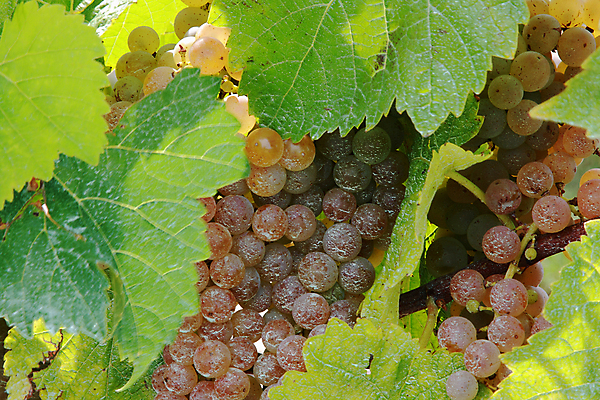 포토 JPG 해외이미지 계절 잎 다이어트 과일 포도 사람없음 초록색 와인 신선 달콤 낟알 다발 포도나무 내추럴 숙성 여의주 화학물질 해외202004 해외포토 식물 컬러 주류 건강 화학 맛 과일나무 파일형식 이미지허브