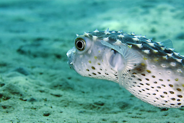 포토 JPG 해외이미지 식물 동물 모래 바다 백그라운드 자연 어류 사람없음 물 파란색 컬러풀 바닷속 수중 광선 산호 아래 장면 암초 깊이 소금물 이국적 침몰 파라다이스 해외202004 해외포토 자연요소 컬러 수중동물 자포동물 방향 생태계 위치 파일형식 이미지허브