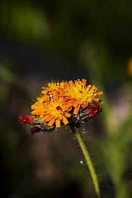 포토 JPG 해외이미지 식물 꽃 줄기 백그라운드 꽃무늬 자연 왕관 사람없음 야외 보라색 활발 약초 보케 향기 꿀 내추럴 강렬 영원 해외202004 해외포토 컬러 컨셉 무늬 풀_식물 생태계 냄새 파일형식 이미지허브