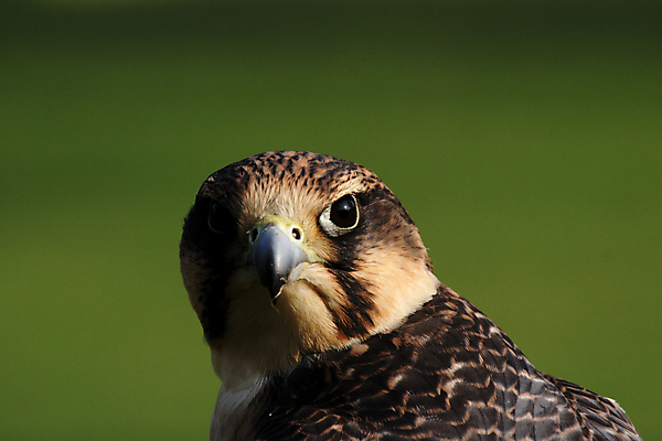 포토 JPG 해외이미지 동물 야생동물 자연 조류 사람없음 갈색 머리 회색 닫기 깃털 부리 계산서 해외202004 해외포토 컬러 모션 신체부위 생태계 파일형식 이미지허브