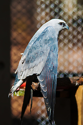 포토 JPG 해외이미지 동물 조류 사람없음 파란색 갈색 회색 연 해외202004 해외포토 컬러 놀이용품 파일형식 이미지허브