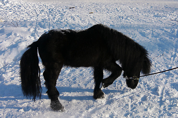 포토 JPG 해외이미지 동물 계절 겨울 밭 농업 자연 하늘 풍경 사람없음 야외 목재 빨간색 파란색 울타리 농장 농경지 맑음 얼음 추위 흰색 시골 서리 조랑말 외양간 방목장 밭일 눈내림 해외202004 해외포토 자연요소 나무 산업 컬러 재료 날씨 눈_날씨 담장 말_동물 생태계 파일형식 이미지허브