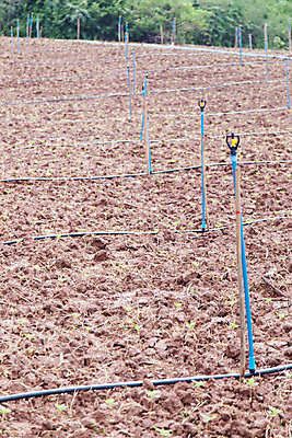 포토 JPG 해외이미지 식물 지구 백그라운드 패턴 밭 농업 자연 표면 건조 풍경 사람없음 야외 농장 농경지 환경 정원 흙 봄 젖음 성장 시골 거친 보호 땅 묘사 유기농 원예 먼지 장면 진흙 내추럴 나쁜 땅바닥 밭일 심기 쟁기 줄서기 세련 해외202004 해외포토 웰빙 계절 산업 컨셉 무늬 모션 바닥 취미 생태계 파일형식 이미지허브
