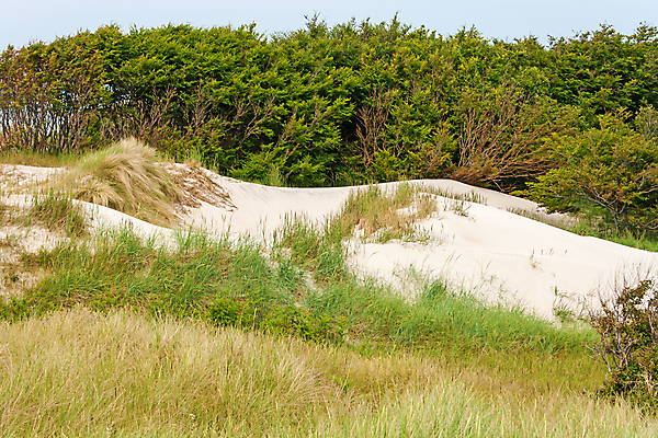포토 JPG 해외이미지 모래 독일 사람없음 초록색 숲 모래언덕 발트해 해외202004 해외포토 유럽 바다 컬러 북유럽 언덕 파일형식 이미지허브