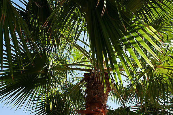 포토 JPG 해외이미지 나무 식물 줄기 여행 백그라운드 잎 자연 하늘 휴가 손바닥 사람없음 야외 초록색 여름 파란색 맑음 성장 나뭇가지 뜨거움 그늘 장면 태평양 상록수 내추럴 아열대 이국적 파라다이스 해외202004 해외포토 손 계절 바다 컬러 날씨 생태계 파일형식 이미지허브