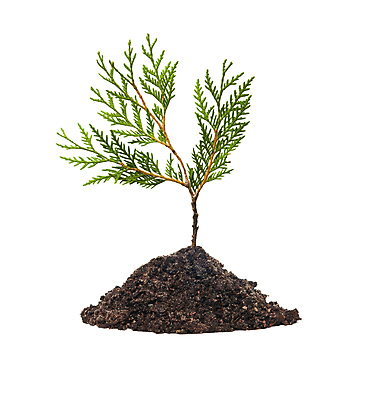 포토 JPG 해외이미지 나무 식물 지구 잎 자연 미래 사람없음 초록색 새싹 환경 성장 닫기 심볼 흰배경 생태계 세대 개발 고립 생태학 심기 해외202004 해외포토 교육 컬러 백그라운드 컨셉 모션 흰색 파일형식 이미지허브