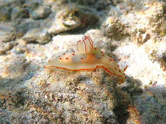 포토 JPG 해외이미지 동물 야생동물 바다 아프리카 자연 휴가 휴식 바닥 이집트 사람없음 물 여름 수중 수영 스노클링 산호 다이빙 암초 발견 깊이 동물상 민달팽이 이국적 해외202004 해외포토 자연요소 계절 나라 컨셉 조형물 수상스포츠 자포동물 생태계 수중스포츠 파일형식 달팽이_동물 이미지허브