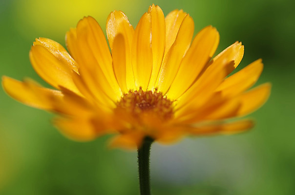 포토 JPG 해외이미지 꽃잎 꽃 자연 사람없음 초록색 빛 노란색 벚꽃 황금 광택 해외202004 해외포토 식물 컬러 생태계 파일형식 이미지허브