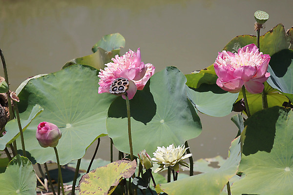 포토 JPG 해외이미지 식물 공원 꽃잎 꽃 호수 백그라운드 잎 꽃무늬 자연 사람없음 초록색 물 환경 정원 벚꽃 연못 신선 개화 당구 아로마 내추럴 해외202004 해외포토 자연요소 공공시설 컬러 무늬 구기 생태계 파일형식 이미지허브