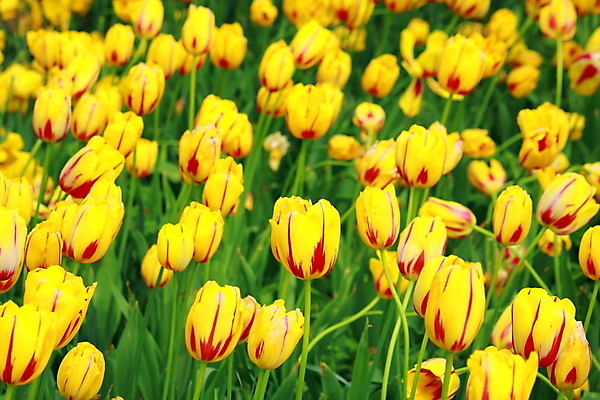 포토 JPG 해외이미지 식물 꽃잎 꽃 선 백그라운드 잎 꽃무늬 패턴 밭 자연 풍경 사람없음 야외 가로 빨간색 초록색 여름 컬러풀 햇빛 농장 노란색 머리 정원 봄 줄무늬 활발 튤립 성장 벚꽃 시골 신선 그룹 순수 해외202004 해외포토 계절 컬러 컨셉 무늬 농업 신체부위 태양 생태계 파일형식 이미지허브
