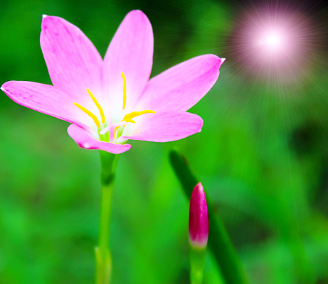 포토 JPG 해외이미지 식물 계절 꽃 분홍색 백그라운드 꽃무늬 자연 아침 사람없음 야외 초록색 물 여름 빛 햇빛 반사 우주 일출 정원 보라색 봄 젖음 성장 벚꽃 흰색 시골 신선 원형 액체 떨어짐 이슬 빗방울 허브 데이지 내추럴 캐모마일 평야 해외202004 해외포토 주간 자연요소 도형 컬러 컨셉 무늬 태양 노을 비_날씨 생태계 파일형식 이미지허브