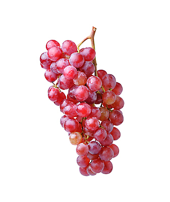 포토 JPG 해외이미지 식물 계절 열매 음식 백그라운드 잎 농업 과일 재료 자연 포도 디저트 건강 사람없음 빨간색 초록색 보라색 식사 주스 젖음 수확 가을 흰색 나뭇가지 신선 그룹 달콤 맛 떨어짐 다발 유기농 포도나무 내추럴 고립 숙성 양조장 채식주의자 해외202004 해외포토 나무 웰빙 산업 음료 컬러 컨셉 과일나무 생태계 채식 파일형식 이미지허브