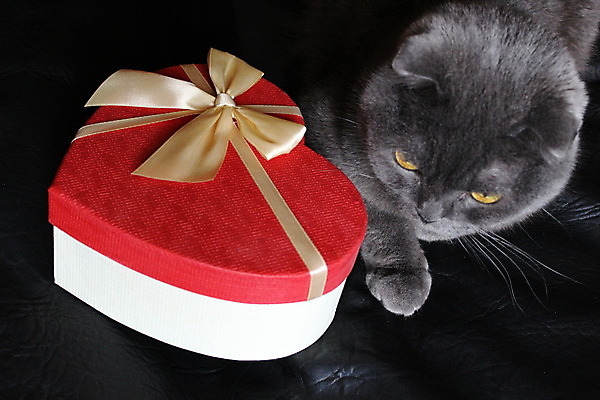 포토 JPG 해외이미지 동물 디자인 행복 백그라운드 크리스마스 털 선물 사람없음 빨간색 파란색 반려동물 상자 파티 고양이 흰색 신용카드 생일 은색 고립 해외202004 해외포토 기념일 감정 컬러 포유류 이벤트 금융 파일형식 이미지허브