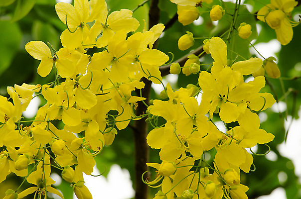 포토 JPG 해외이미지 식물 꽃잎 꽃 분홍색 잎 꽃무늬 자연 사람없음 초록색 여름 컬러풀 봄 벚꽃 내추럴 해외202004 해외포토 계절 컬러 무늬 생태계 파일형식 이미지허브