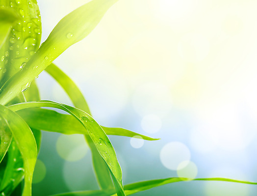 포토 JPG 해외이미지 식물 백그라운드 잎 밭 자연 하늘 추상 풍경 사람없음 초록색 물 여름 빛 햇빛 태양 농장 정원 봄 활발 떨어짐 에코 내추럴 블러 생태학 해외202004 해외포토 자연요소 계절 교육 컬러 컨셉 무늬 농업 환경 생태계 파일형식 이미지허브