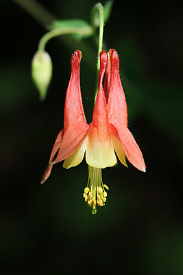 포토 JPG 해외이미지 식물 꽃잎 꽃 줄기 자연 사람없음 장식 빨간색 초록색 노란색 봄 벚꽃 떨어짐 내추럴 고립 꽃수술 영원 해외202004 해외포토 계절 컬러 컨셉 생태계 파일형식 이미지허브