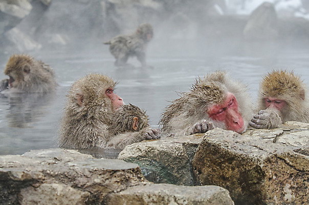 포토 JPG 해외이미지 나무 동물 공원 얼굴 야생동물 분홍색 조각 겨울 포유류 털 사람 사람없음 갈색 걷기 일본 얼음 봄 산책 추위 원숭이 표현 관찰 뜨거움 호기심 오르기 유인원 폭설 해외202004 해외포토 자연요소 식물 계절 공공시설 감정 아시아 컬러 컨셉 모션 휴식 눈_날씨 신체부위 자연재해 파일형식 이미지허브