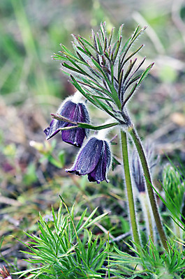 포토 JPG 해외이미지 식물 계절 꽃잎 꽃 줄기 백그라운드 꽃무늬 자연 사람없음 야외 초록색 빛 일출 환경 보라색 일몰 봄 활발 들꽃 성장 벚꽃 종 개화 그룹 자주색 4월 허브 제비꽃 라일락 내추럴 아네모네 해외202004 해외포토 컬러 컨셉 무늬 노을 날짜 생태계 파일형식 이미지허브
