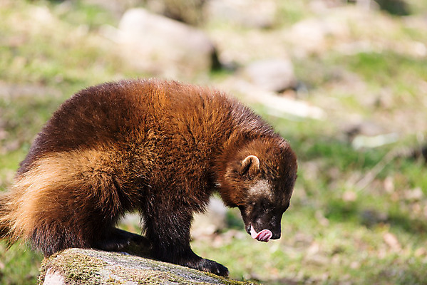 포토 JPG 해외이미지 동물 야생동물 포유류 자연 사람없음 햇빛 힘 황무지 숲 위험 모피 근육질 육식동물 북쪽 멸종 내추럴 공격적 동물상 스칸디나비아 힘찬 해외202004 해외포토 컨셉 근육 태양 조형물 방향 몸매 생태계 파일형식 이미지허브