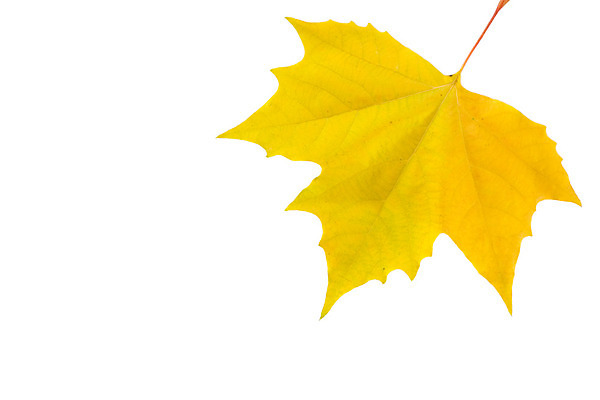 포토 JPG 해외이미지 나무 식물 계절 공원 분홍색 백그라운드 단풍 잎 캐나다 패턴 오렌지 자연 추상 사람없음 야외 빨간색 빛 컬러풀 햇빛 갈색 노란색 우주 환경 성장 가을 흰색 나뭇가지 신선 황금 숲 묘사 내추럴 고립 해외202004 해외포토 공공시설 컬러 북아메리카 무늬 과일 태양 생태계 파일형식 이미지허브