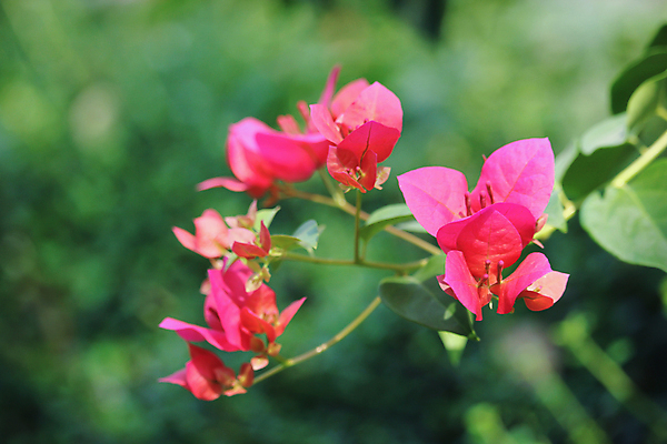 포토 JPG 해외이미지 나무 식물 꽃 분홍색 백그라운드 잎 꽃무늬 자연 사람없음 장식 초록색 여름 컬러풀 정원 보라색 봄 벚꽃 개화 해외202004 해외포토 계절 컬러 무늬 생태계 파일형식 이미지허브