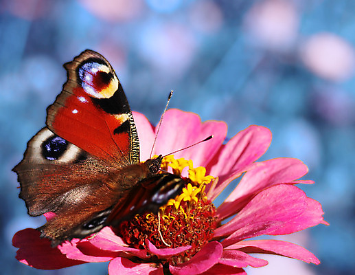 포토 JPG 해외이미지 식물 동물 꽃 유럽 나비 곤충 백그라운드 날개 자연 사람없음 여름 파란색 컬러풀 검은색 오픈 닫기 공작 자주색 제비꽃 내추럴 동물상 해외202004 해외포토 계절 나라 컬러 모션 조류 조형물 생태계 파일형식 이미지허브