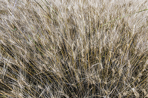 포토 JPG 해외이미지 식물 산업 선 음식 농업 자연 날씨 휴식 요리 사람없음 세로 여름 햇빛 농장 노란색 힘 봄 활발 에너지 수확 성장 시골 시간 업무 그룹 황금 시리얼 밀 날카로움 귀 밀가루 성분 영양분 탄수화물 완전 해외202004 해외포토 계절 컬러 컨셉 곡류 신체부위 태양 작업 가루 생태계 파일형식 이미지허브