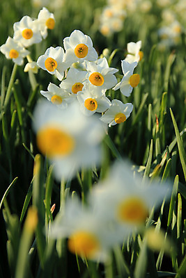 포토 JPG 해외이미지 식물 꽃잎 꽃 자연 풍경 사람없음 야외 일본 봄 신선 수선화 오사카 해외202004 해외포토 계절 아시아 생태계 파일형식 이미지허브