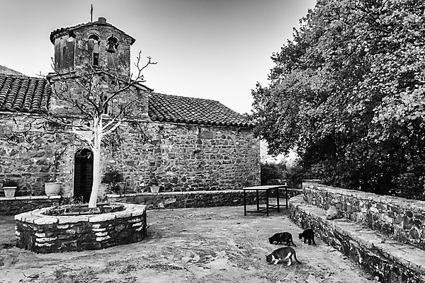 포토 JPG 해외이미지 나무 기독교 종교 화분 십자가 벽돌 사람없음 건물 교회 고양이 종 역사 승려 타일 그리스 수도원 비잔틴 세기 옛날 회랑 해외202004 해외포토 식물 건축물 유럽 포유류 종교건축 모션 반려동물 복도 성직자 제국 파일형식 이미지허브