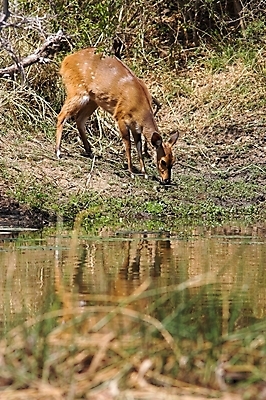 포토 JPG 해외이미지 나무 식물 동물 공원 여자 야생동물 포유류 아프리카 자연 초식동물 사슴 사람없음 달러 게임 황무지 사파리 귀 영양 남쪽 가젤 전국 해외202004 해외포토 공공시설 나라 돈 놀이 사람 신체부위 방향 생태계 파일형식 이미지허브